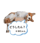 幸ちゃん＆レオン（個別スタンプ：2）