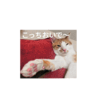 幸ちゃん＆レオン（個別スタンプ：5）