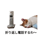 幸ちゃん＆レオン（個別スタンプ：8）