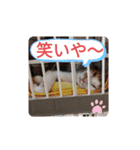 幸ちゃん＆レオン（個別スタンプ：10）