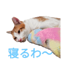 幸ちゃん＆レオン（個別スタンプ：15）