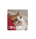 幸ちゃん＆レオン（個別スタンプ：16）