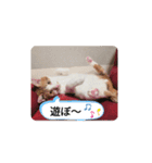 幸ちゃん＆レオン（個別スタンプ：17）