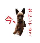 幸ちゃん＆レオン（個別スタンプ：21）