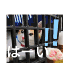 幸ちゃん＆レオン（個別スタンプ：22）
