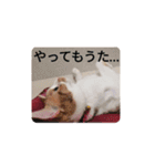 幸ちゃん＆レオン（個別スタンプ：26）
