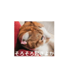 幸ちゃん＆レオン（個別スタンプ：32）