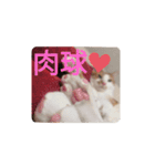 幸ちゃん＆レオン（個別スタンプ：33）
