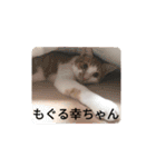 幸ちゃん＆レオン（個別スタンプ：35）