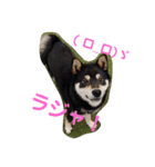 黒柴犬とと丸3（個別スタンプ：1）