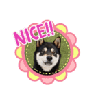 黒柴犬とと丸3（個別スタンプ：2）