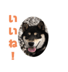 黒柴犬とと丸3（個別スタンプ：3）