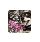 黒柴犬とと丸3（個別スタンプ：4）