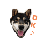 黒柴犬とと丸3（個別スタンプ：5）