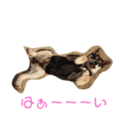 黒柴犬とと丸3（個別スタンプ：6）