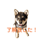 黒柴犬とと丸3（個別スタンプ：7）