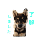 黒柴犬とと丸3（個別スタンプ：8）