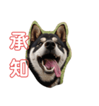 黒柴犬とと丸3（個別スタンプ：9）