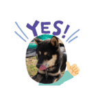 黒柴犬とと丸3（個別スタンプ：10）