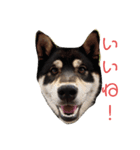 黒柴犬とと丸3（個別スタンプ：12）