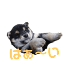 黒柴犬とと丸3（個別スタンプ：13）