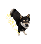 黒柴犬とと丸3（個別スタンプ：15）