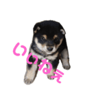黒柴犬とと丸3（個別スタンプ：16）