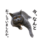 るん嬢の敬語スタンプ（ブリティッシュ）（個別スタンプ：4）
