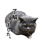 るん嬢の敬語スタンプ（ブリティッシュ）（個別スタンプ：5）