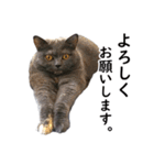 るん嬢の敬語スタンプ（ブリティッシュ）（個別スタンプ：6）