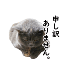 るん嬢の敬語スタンプ（ブリティッシュ）（個別スタンプ：7）