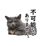 るん嬢の敬語スタンプ（ブリティッシュ）（個別スタンプ：9）