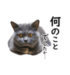 るん嬢の敬語スタンプ（ブリティッシュ）（個別スタンプ：10）