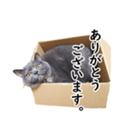 るん嬢の敬語スタンプ（ブリティッシュ）（個別スタンプ：12）
