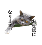 るん嬢の敬語スタンプ（ブリティッシュ）（個別スタンプ：13）