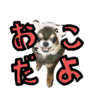 おゲンスタンプ（個別スタンプ：3）