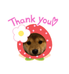柴犬♡おとちゃんの日常スタンプ（個別スタンプ：1）