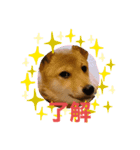 柴犬♡おとちゃんの日常スタンプ（個別スタンプ：2）