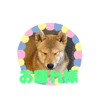 柴犬♡おとちゃんの日常スタンプ（個別スタンプ：5）