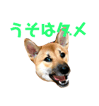 清水おこめ スタンプ2（個別スタンプ：3）