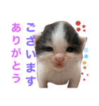 ぽてちゃんの毎日使えるスタンプ(2)（個別スタンプ：2）