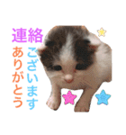 ぽてちゃんの毎日使えるスタンプ(2)（個別スタンプ：5）