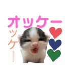 ぽてちゃんの毎日使えるスタンプ(2)（個別スタンプ：7）