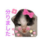 ぽてちゃんの毎日使えるスタンプ(2)（個別スタンプ：10）