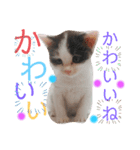 ぽてちゃんの毎日使えるスタンプ(2)（個別スタンプ：20）