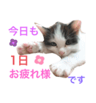 ぽてちゃんの毎日使えるスタンプ(2)（個別スタンプ：28）