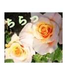 薔薇と暮らす（個別スタンプ：1）