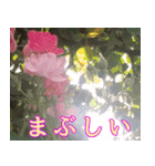 薔薇と暮らす（個別スタンプ：2）