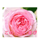 薔薇と暮らす（個別スタンプ：4）
