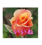 薔薇と暮らす（個別スタンプ：5）